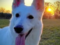 Iris tr  nink stop Zl  n 9.2.2020 Iris tr  nink stop Zl  n 9.2.2020