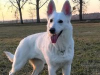 Irka tr  nink stop 9.2.2020o Irka tr  nink stop 9.2.2020o