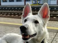 N  vrat z tr  ninkov  ho v  kendu v Chl  stovic  ch 8.3.2020 N  vrat z tr  ninkov  ho v  kendu v Chl  stovic  ch 8.3.2020