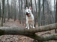 vych  zka 4.4.2020 vych  zka 4.4.2020