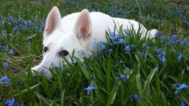 17498504 1413780998692754 3611055309372290410 n